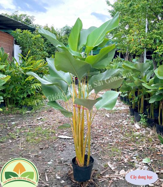Khám phá trải nghiệm thú vị cùng trò chơi lái xe buýt chở người độc đáo
